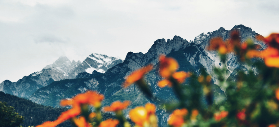 The Rockies in Alberta, Canada with orange flowers}